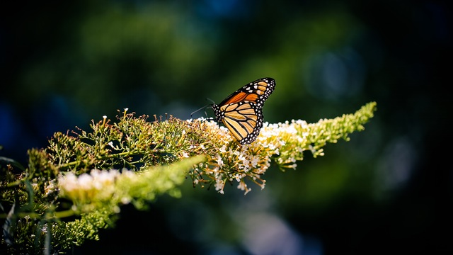 nature-outdoors-butterfly-letsexplore